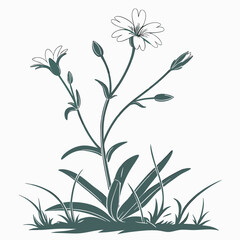 black and white cerastium alpinum lanatum fiower