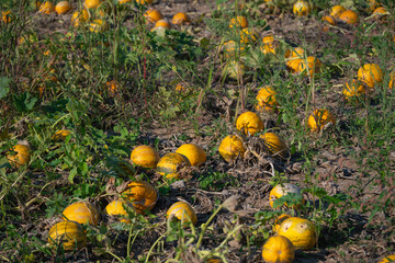 K&uuml;rbisfeld in der Steiermark 2