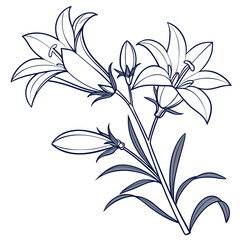 campanula glomerata superba with leaves