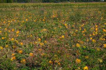 K&uuml;rbisfeld in der Steiermark 1