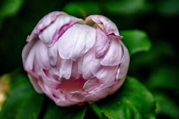   British Flowers