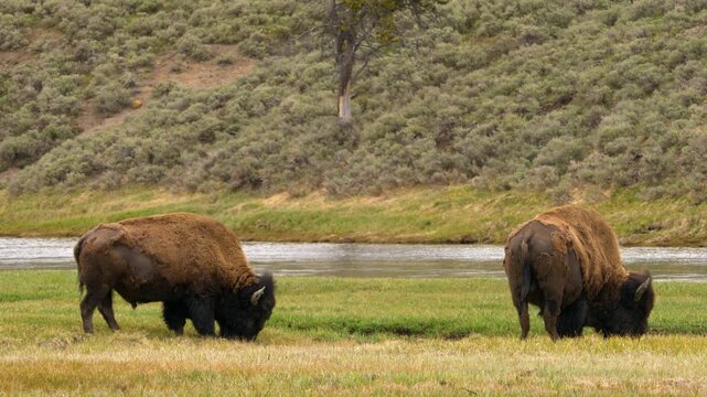 Bison grazing Hayden Valley in Yellowstone National Park