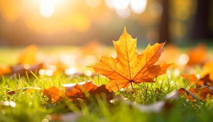 Golden Autumn Maple Leaf Resting on Dewy Grass Illuminated by Soft Sunlight