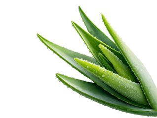aloe vera leaves isolated on a white background with a clipping path. a pile of fresh green plant and ivy branches, along with sliced slices, for cosmetic beauty products or health care product design