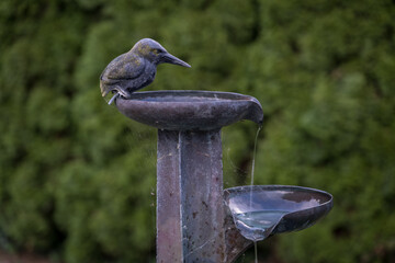 Metal kingfisher sitting by a flowing metal birdbath outside with a green background.
