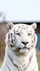 Naklejka premium Close-up of a white tiger