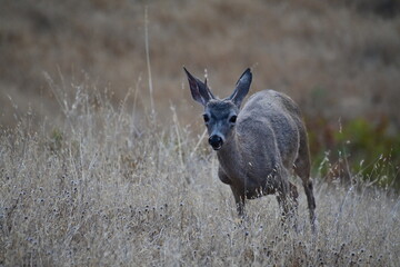 Fototapeta premium deer in the grass