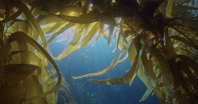 Kelp fish living in the upper canopy of kelp forest.