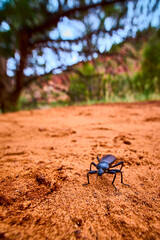 Dark Beetle on Reddish Sand Macro Close Up Wildlife Nature