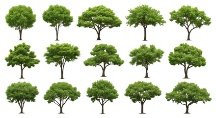 Fototapeta premium Collection of fifteen different trees with green leaves isolated on transparent background