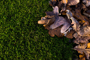 green moss on the ground