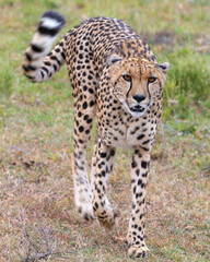 On the Hunt