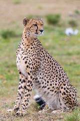 Sitting Cheetah