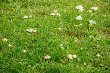 Grass and mushrooms in summer