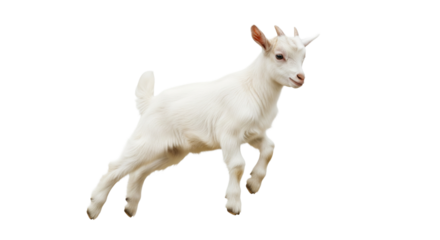 Zicklein, transparenter Hintergrund, PNG