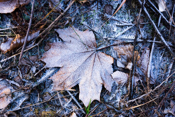 autumn leaves in the frost