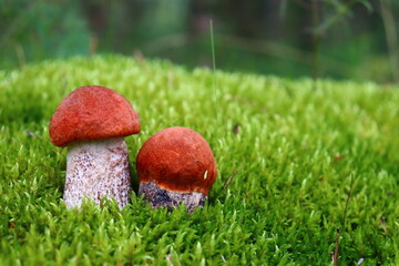 Red mushrooms grow on green moss. Leccinum is an edible mushroom with a red cap that grows in the wild forest

