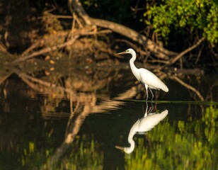 Heron reflected in calm water