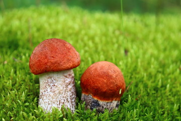 Red mushrooms grow on green moss. Leccinum is an edible mushroom with a red cap that grows in the wild forest
