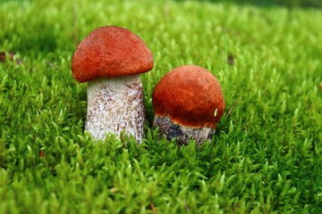 Phalaenopsis orchid. Bright, beautiful orchids close-up. Many orchids in one photo. The image features a multitude of blooming orchids in a variety of colors: white, lavender, purple, and yellow.
