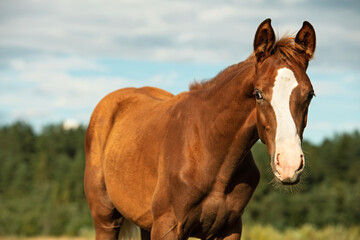 Obraz premium portrait of beautiful chestnut sportive foal grazing at pasture at sunny summer day