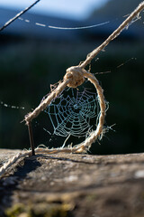 round spider web with drewdrops in backlight in between a cord fixed on a nail on an old piece of wood 