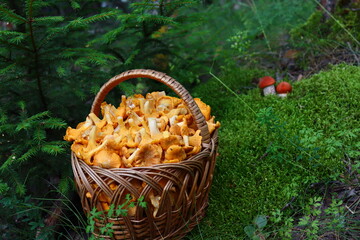 Red mushrooms grow on green moss. Leccinum is an edible mushroom with a red cap that grows in the wild forest
