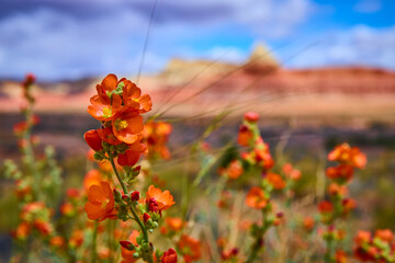 Orange Globemallow Wildflowers in Desert Landscape Catstair Canyon Utah