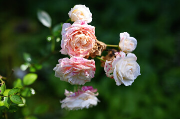 Roses in autumn garden