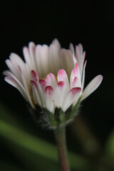 Natural Bellis Perennis Macro Photo	