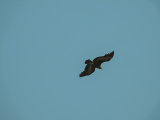 Hooded Vulture Flying