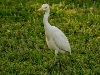 Western Cattle Egret Walking
