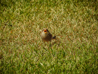 Yellow-billed Shrike Calling