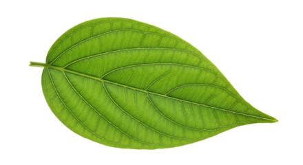 A single vibrant green leaf showcases intricate details and textures against a clean white background nature and botanical themes