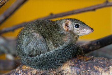 Cute animal northern treeshrew (Tupaia belangeri) with long fluffy tail sitting on a branch with yellow background.