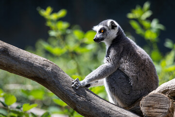 Portrait of fluffy ring-tailed lemur catta sitting on a log with blurred green foliage in the background.