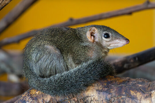 Cute animal northern treeshrew (Tupaia belangeri) with long fluffy tail sitting on a branch with yellow background.
