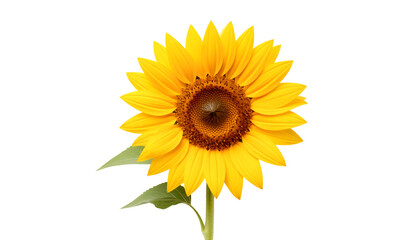 Obraz premium Bright Yellow Sunflower Bloom Close-Up