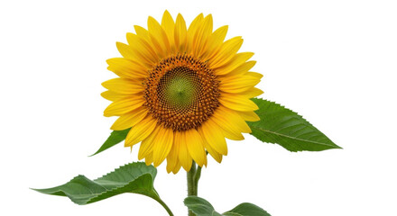 Obraz premium A vibrant and detailed close up of a single isolated sunflower in full bloom with lush green leaves