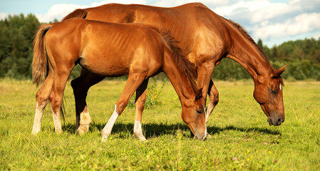 Obraz premium sportive foal grazing at pasture with mom. sunny summer evening