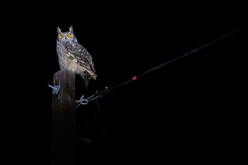Spotted Eagle owl on a pole