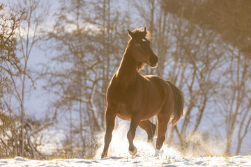 Pferd im Schnee