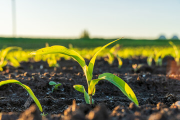 Corn seedlings grow in rich soil under bright sunlight during early morning hours in a rural field