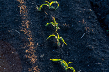 Newly planted corn sprouts grow in rich, dark soil on a sunny morning in a rural field