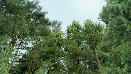 Pine branches against the sky — natural texture and ecology concept for design and illustrations