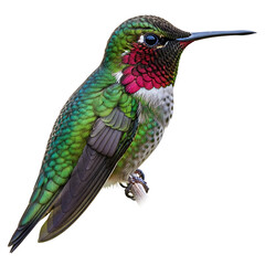 Fototapeta premium Close up of a colorful hummingbird perched on a branch against a plain white background image view