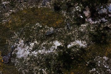 green moss on stone