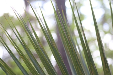 green palm background