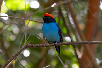 Swallow-tailled Manakin (Chiroxiphia caudata)