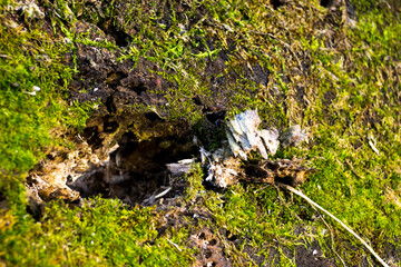moss on the moss